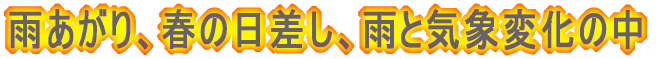 雨あがり、春の日差し、雨と気象変化の中
